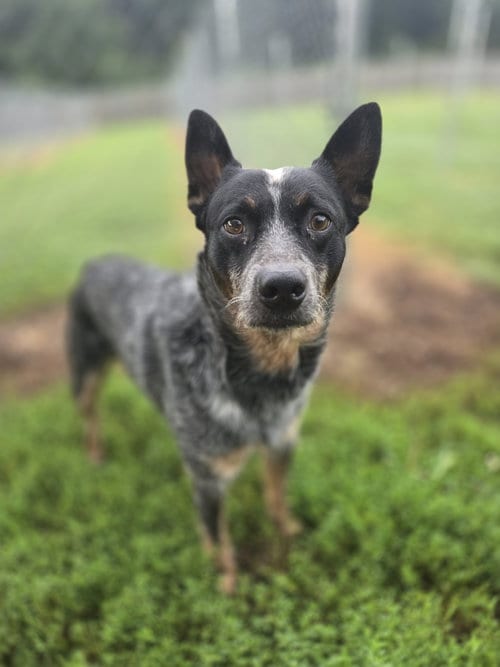 Photo of Bluey, adoptable Australian Cattle Dog/Blue Heeler in Boston, Kentucky