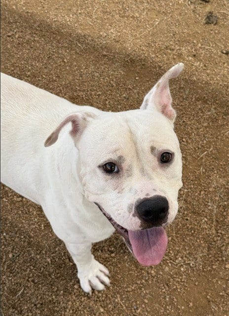 Photo of Burger King, adoptable Pit Bull Terrier in Killeen, Texas