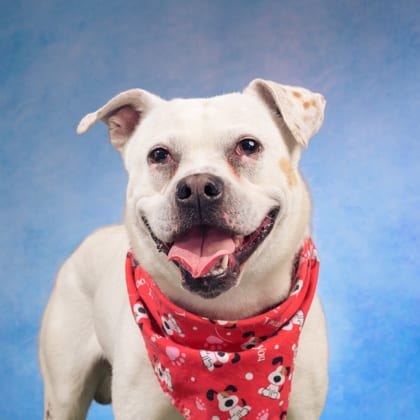 Photo of Nixon, adoptable dog in Atlanta, Georgia