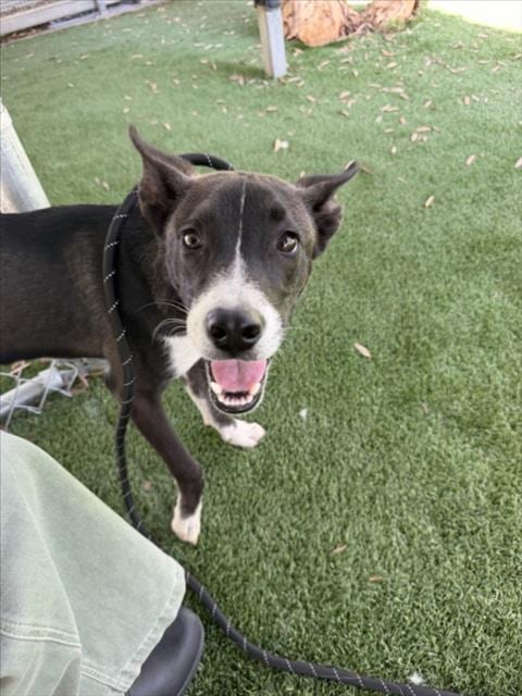 Photo of Pickle, adoptable Pit Bull Terrier in Los Angeles, California