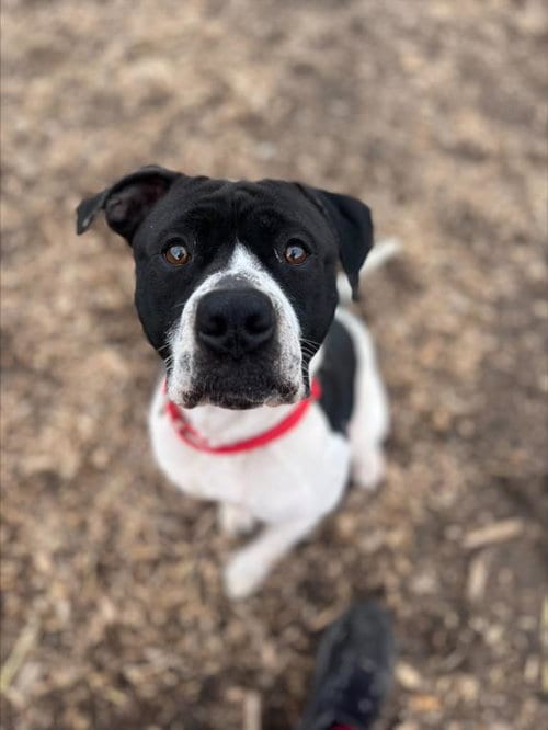 Photo of Holstein, adoptable Pit Bull Terrier in Saginaw, Michigan