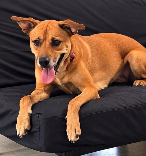 Photo of Heidi, adoptable Labrador Retriever in Nashville, Tennessee