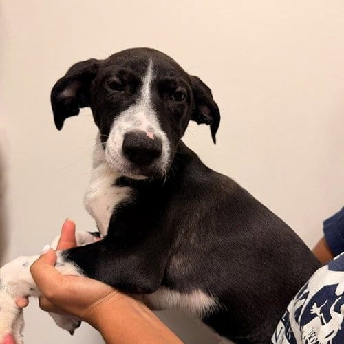 Photo of Adam, adoptable Unknown breed in Rancho Santa Fe, California