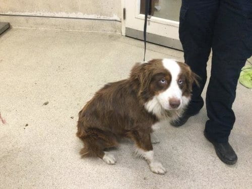 Photo of Dallas, adoptable Australian Shepherd in Riverside, California