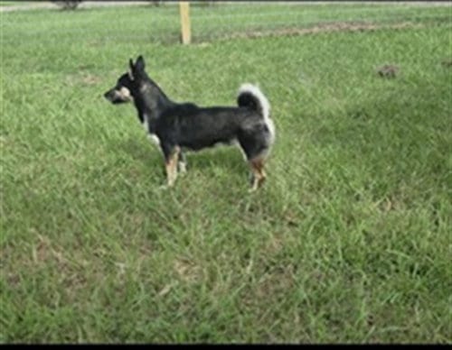 Photo of Scarlett, adoptable Siberian Husky in Conroe, Texas