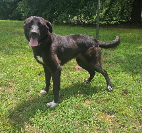 Photo of Daphne, adoptable Border Collie in Attalka, Alabama