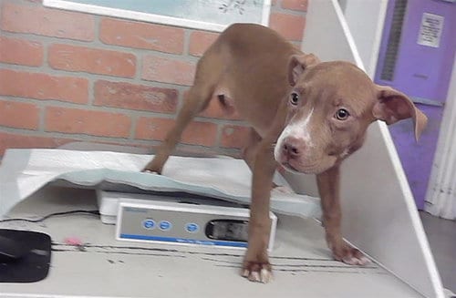 Photo of Cinnamon, adoptable Staffordshire Bull Terrier in Houston, Texas