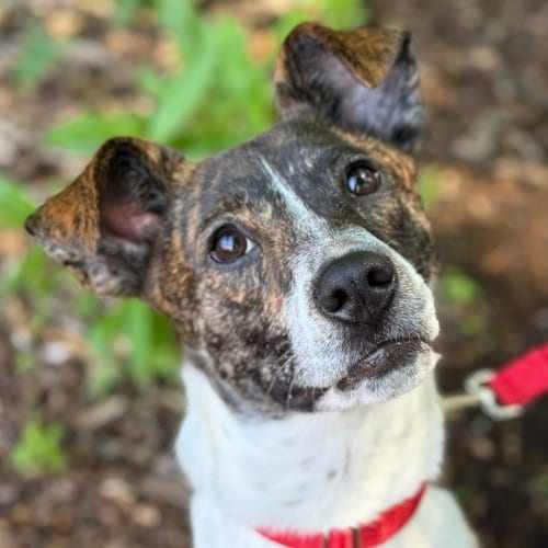 Photo of Sage, adoptable Terrier in Canton, Connecticut