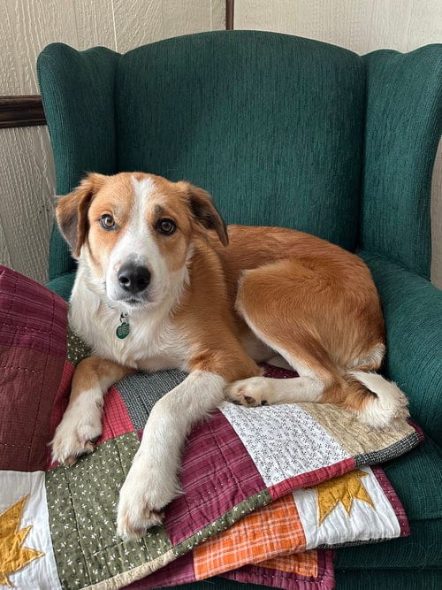 Photo of Chigger, adoptable Collie in Springdale, Pennsylvania