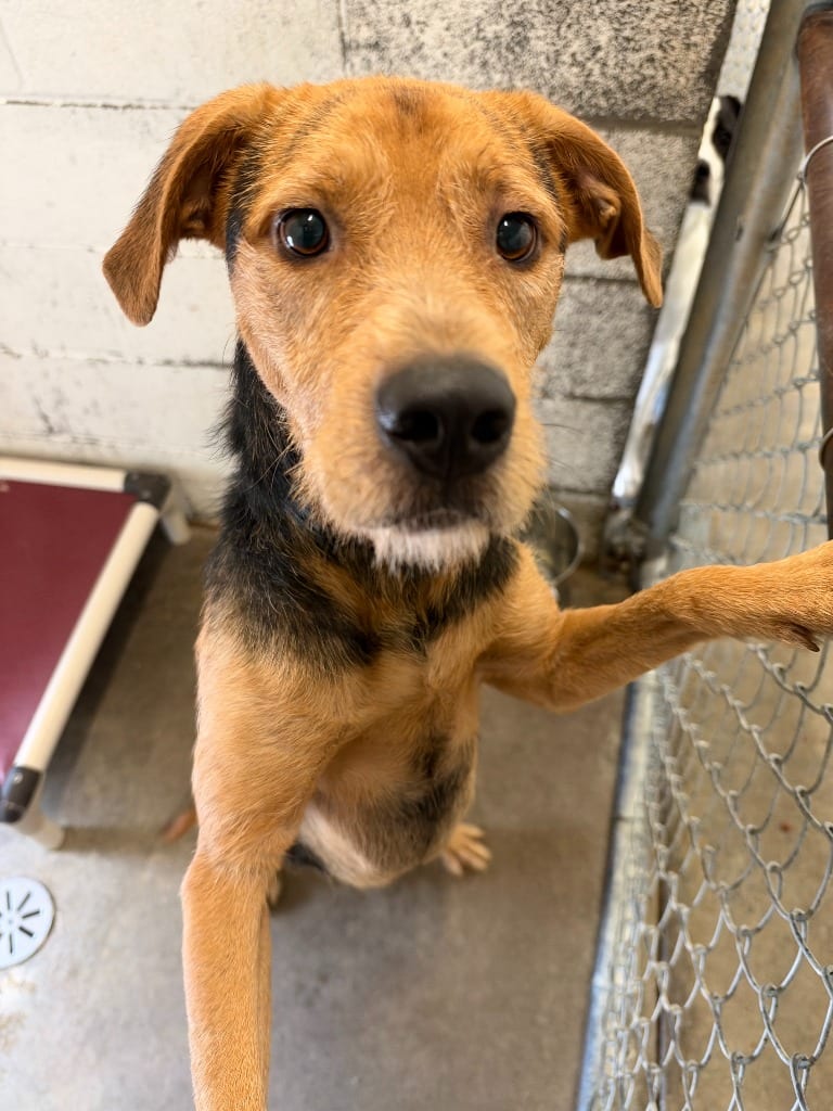 Photo of Apollo, adoptable Terrier in Chickamauga, Georgia