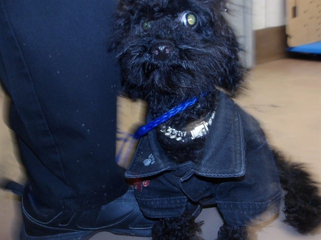 Photo of Midnight, adoptable Poodle - Miniature in Chicago, Illinois
