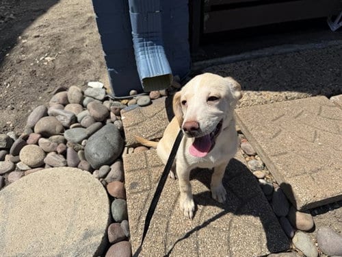 Photo of Dhalia, adoptable Labrador Retriever in Garland, Texas