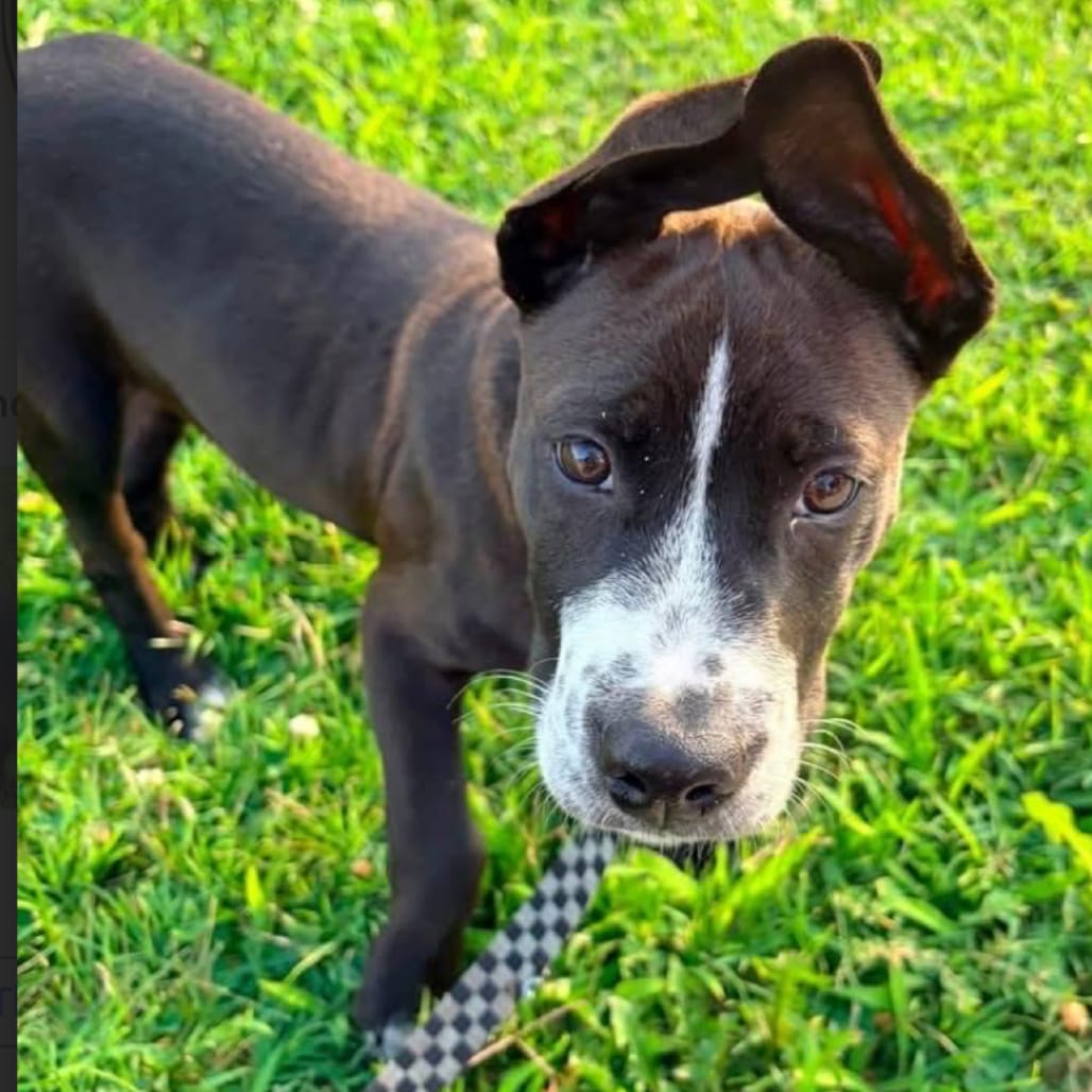 Photo of Perry, adoptable Mixed Breed (Medium) in St. Louis, Missouri