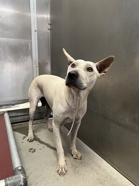 Photo of Sparkles, adoptable Chinese Shar-Pei in Lancaster, California