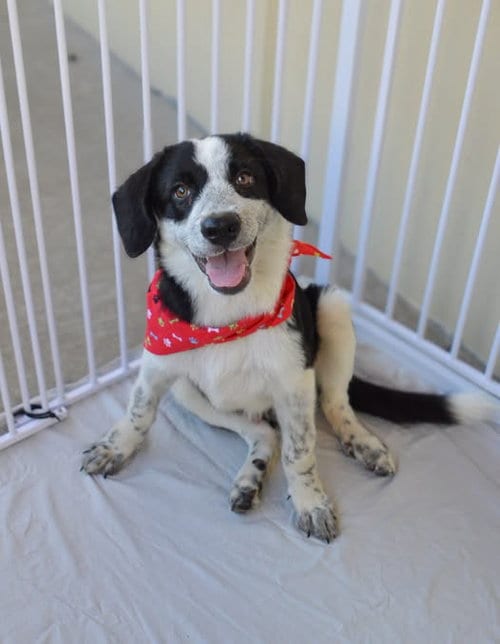 Photo of Pitter, adoptable Unknown breed in McKinney, Texas