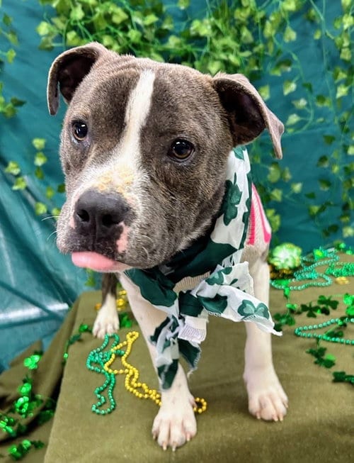 Photo of Tink, adoptable Pit Bull Terrier in Bryant, Arkansas