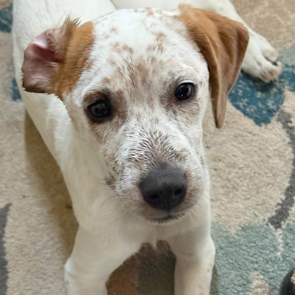 Photo of Tiki Mug (Cup Pup), adoptable Mixed Breed (Medium) in St. Louis, Missouri
