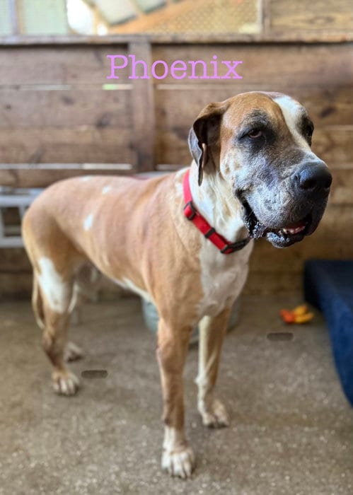 Photo of Phoenix, adoptable Great Dane in Palm Beach, Florida