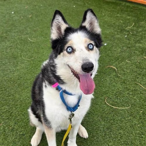Photo of Narwhal, adoptable Siberian Husky in Las Vegas, Nevada