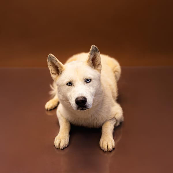 Photo of Beans, adoptable Siberian Husky cross in Lawrenceville, Georgia