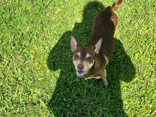 Photo of Miso, adoptable Chihuahua in New Orleans, Louisiana