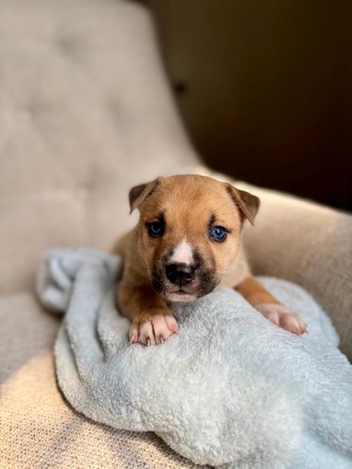 Photo of Desmond - Nuggets litter, adoptable American Staffordshire Terrier in Holly Springs, North Carolina