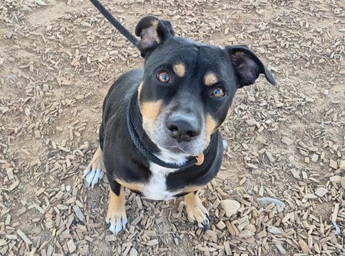 Photo of Mack, adoptable American Staffordshire Terrier in Albuquerque, New Mexico