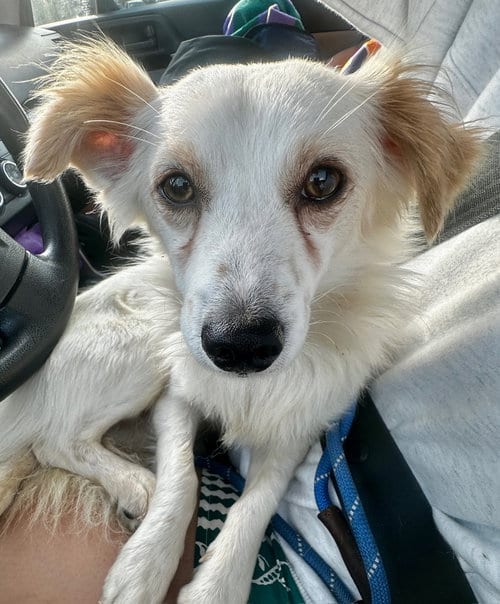 Photo of Yale, adoptable Chihuahua in Newport Beach, California