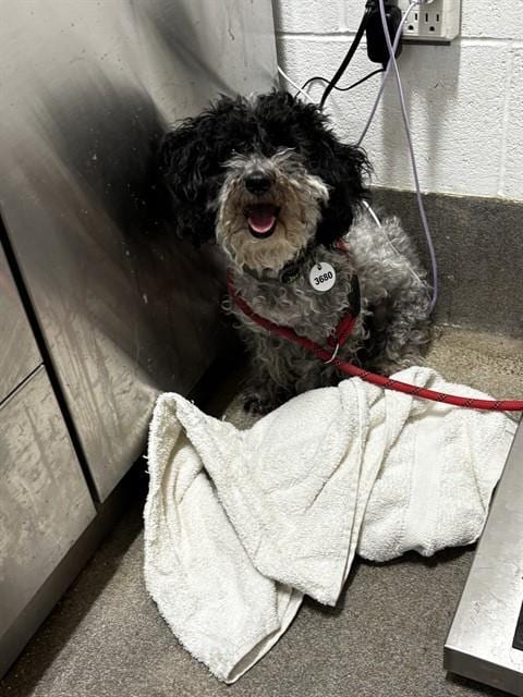 Photo of Ashley, adoptable Poodle (Miniature) in Forestville, Maryland