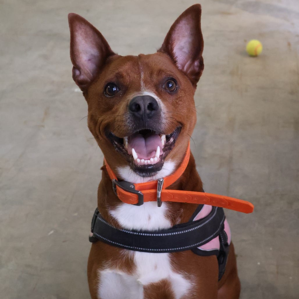 Photo of Frank, adoptable Cattle Dog, Australian (Red Heeler) / Mix in San Antonio, Texas