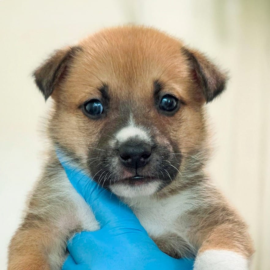 Photo of Sun Bear, adoptable Retriever, Labrador / Mixed Breed (Medium) in Chapel Hill, North Carolina