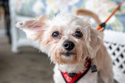 Photo of Tobey, adoptable Maltese in Mundelein, Illinois