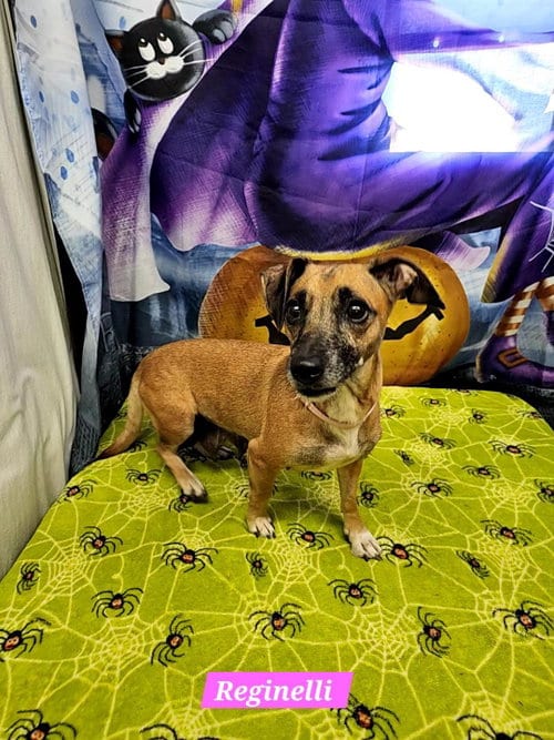 Photo of Reginelli, adoptable Rat Terrier in Metairie, Louisiana