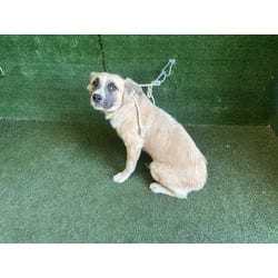 Photo of Rosemary, adoptable German Shepherd Dog Husky in Lancaster, California