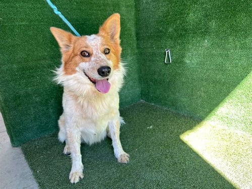 Photo of Milo, adoptable Australian Shepherd in Lancaster, California