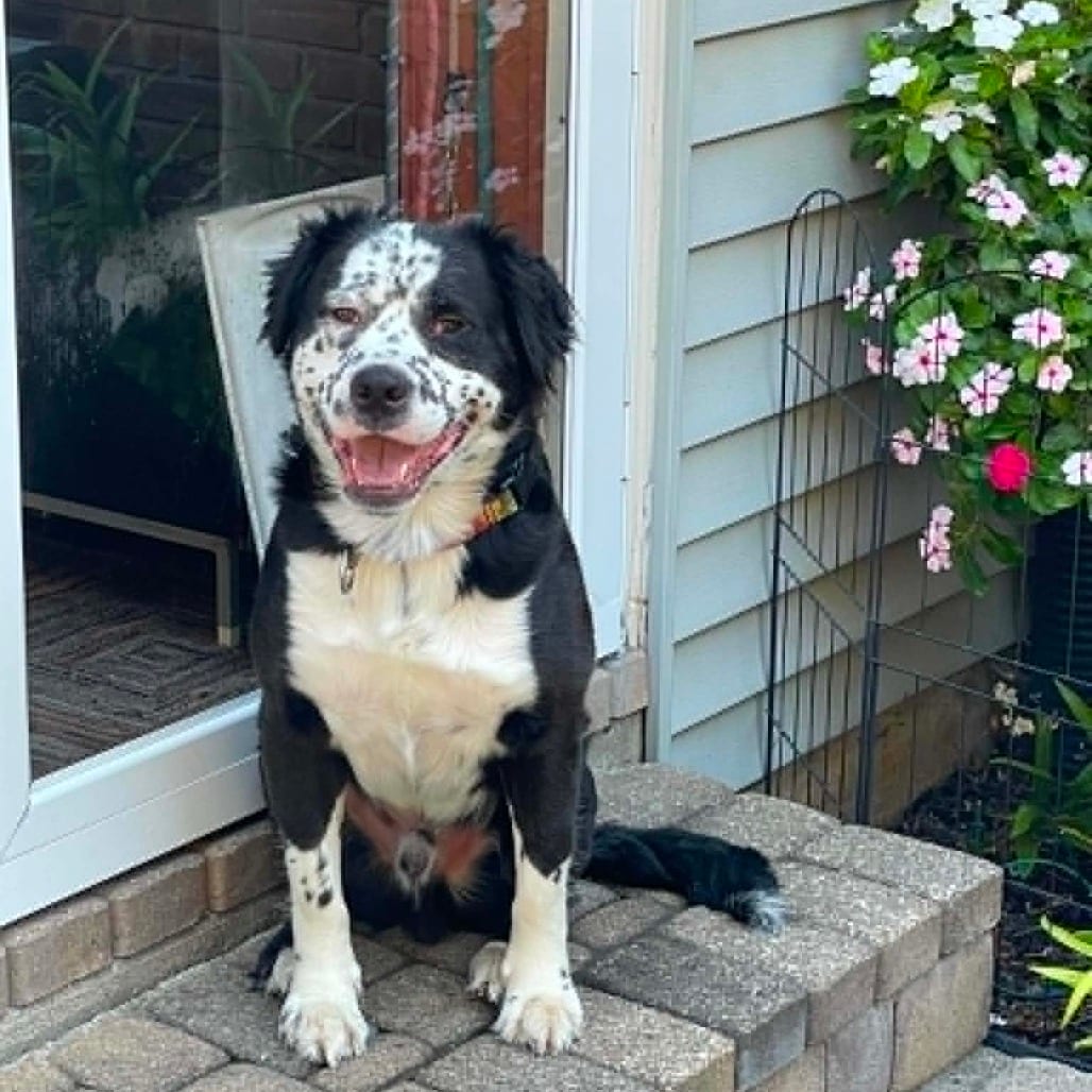 Photo of Jack-Foster, adoptable Mixed Breed (Medium) in Grand Rapids, Michigan
