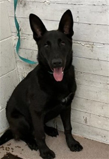 Photo of Sir Licks-A-Lot, adoptable German Shepherd Dog in San Bernardino, California