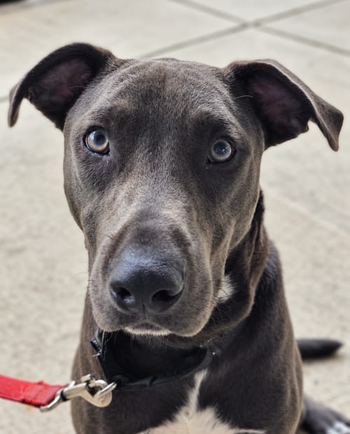Photo of Hopper (2026), adoptable Pit Bull Terrier in Wenonah, New Jersey