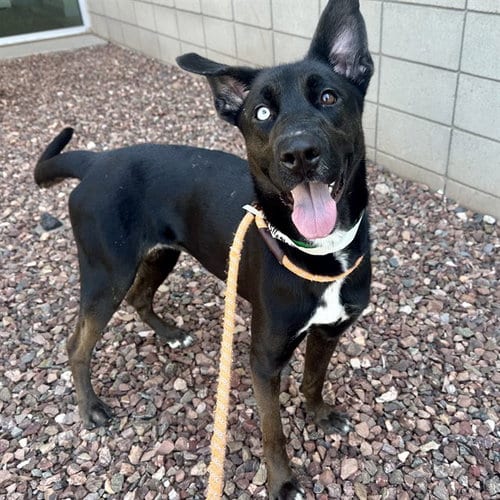 Photo of Millie Moon, adoptable Australian Cattle Dog/Blue Heeler in Mesa, Arizona