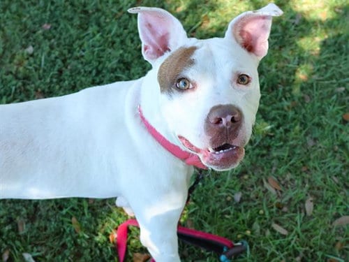 Photo of Cosmo, adoptable American Staffordshire Terrier in Tallahassee, Florida