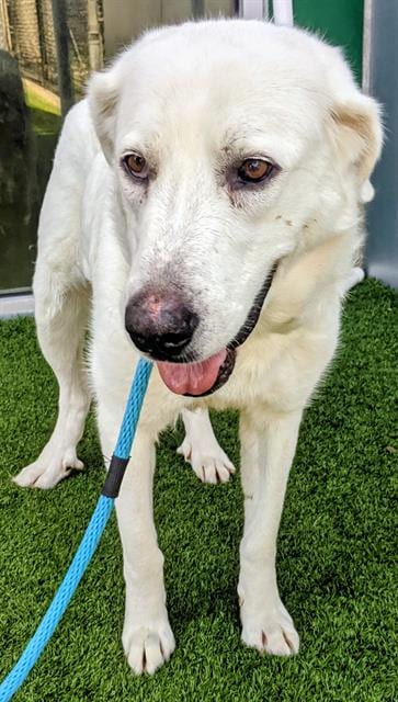 Photo of Momma, adoptable Great Pyrenees in Dallas, Texas