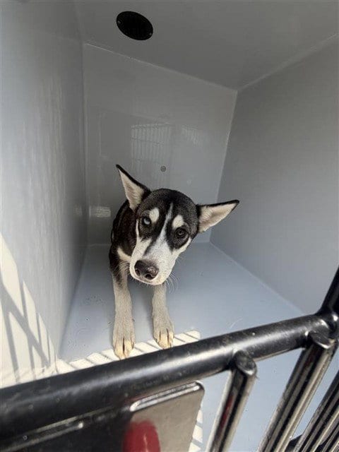 Photo of A662256, adoptable Husky in Houston, Texas