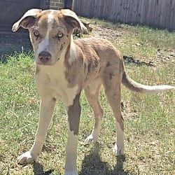 Photo of Bossanova, adoptable Australian Shepherd in East Hartford, Connecticut