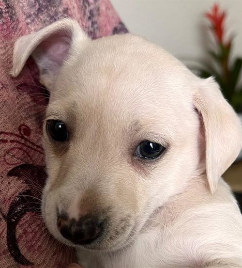 Photo of Peabody, adoptable Labrador Retriever in San Antonio, Texas