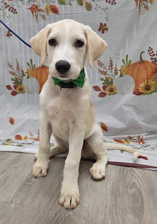 Photo of Clover, adoptable Golden Retriever in Attalka, Alabama