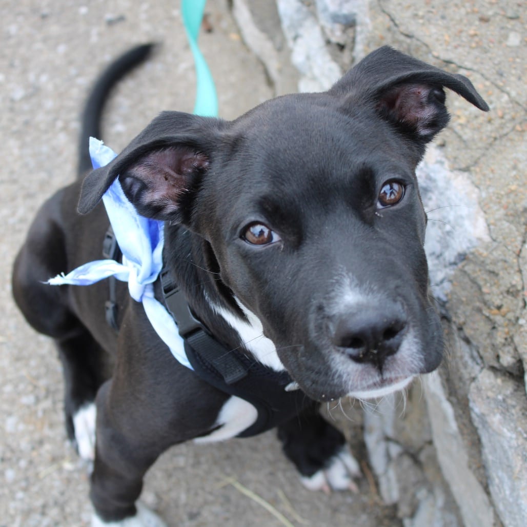 Photo of Pinto, adoptable Terrier / Retriever, Labrador in Boonville, Missouri