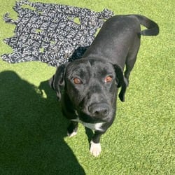 Photo of Eenie 1896, adoptable Labrador Retriever Beagle in Loxahatchee, Florida
