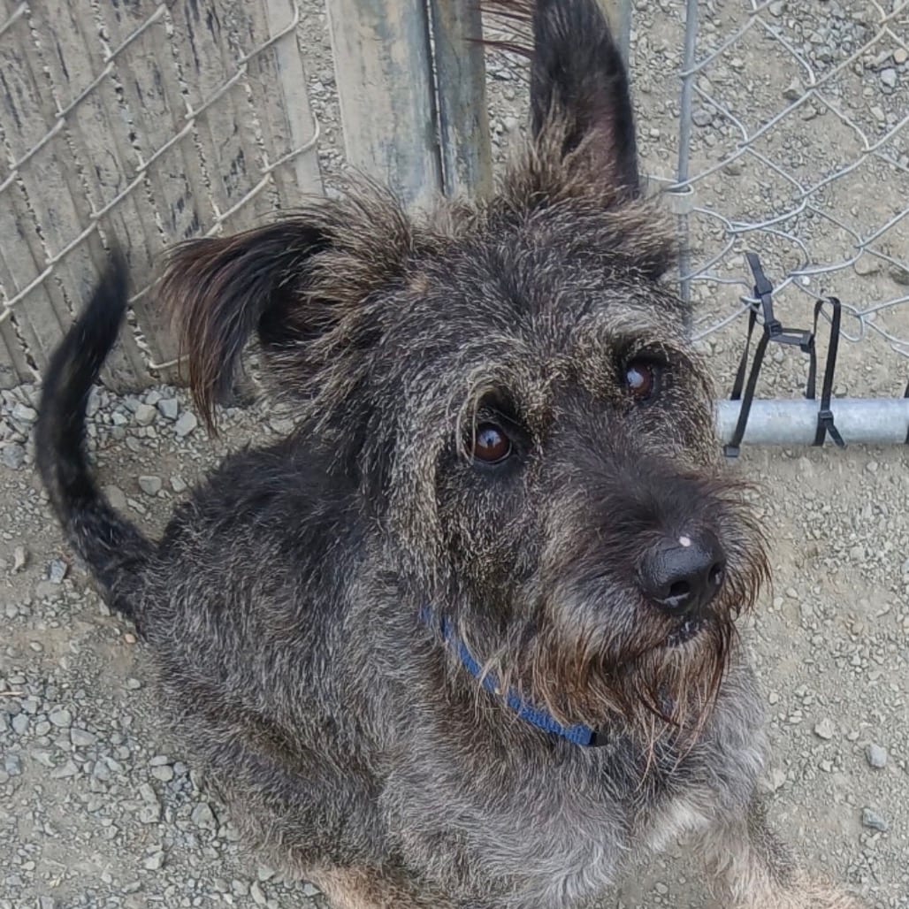 Photo of Seamus, adoptable dog in Port Angeles, Washington
