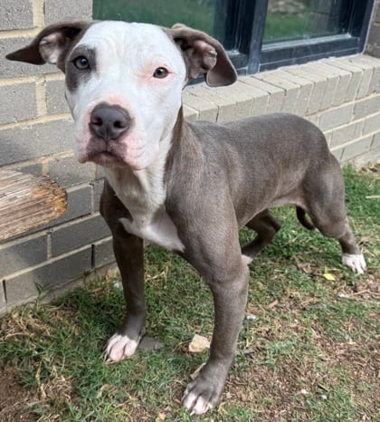 Photo of Serena, adoptable Terrier, American Pit Bull/Mix in The Colony, Texas