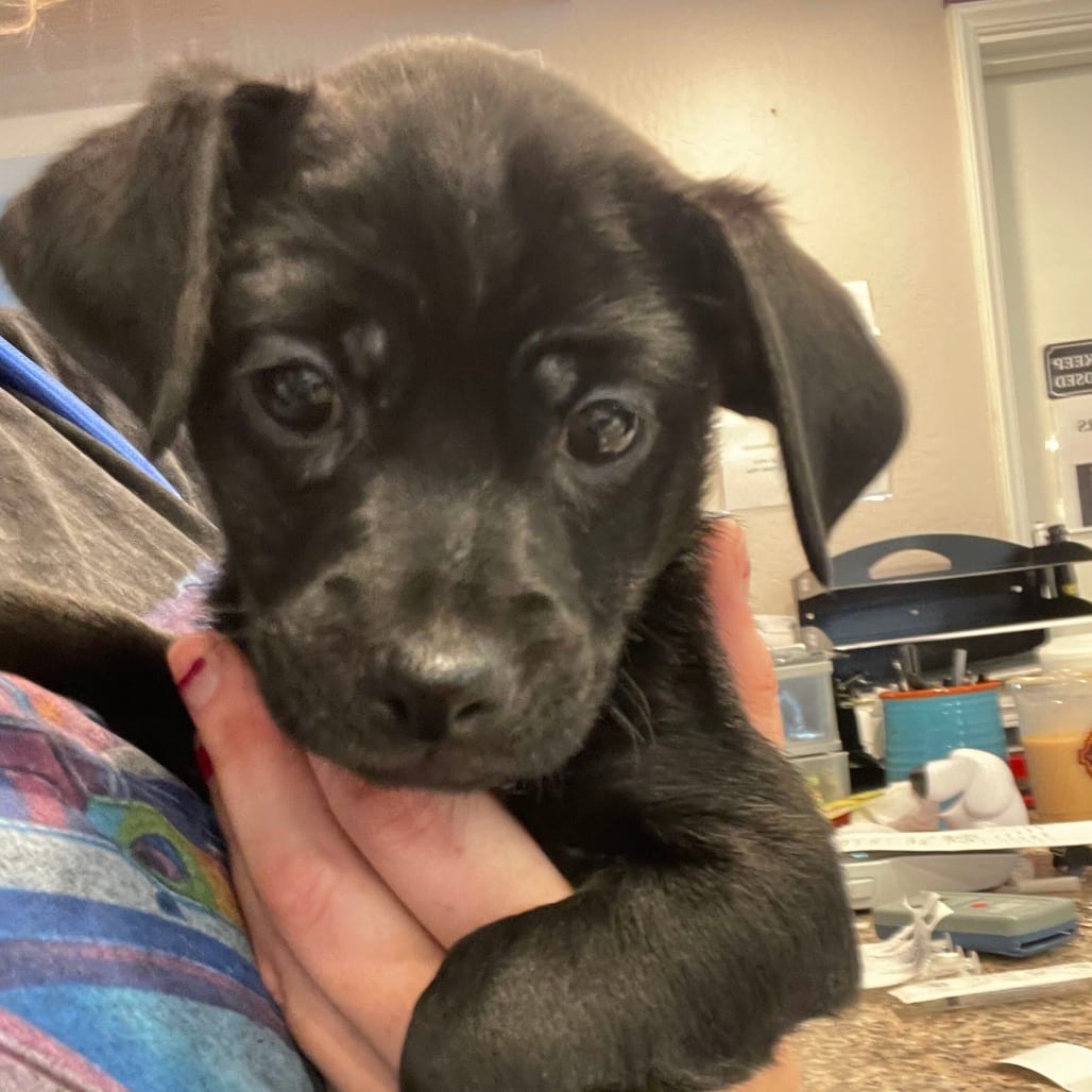 Photo of Alvin, adoptable Mixed Breed (Small) in San Francisco, California